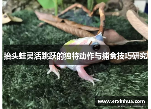 抬头蛙灵活跳跃的独特动作与捕食技巧研究